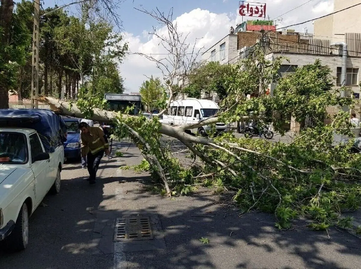 هشدار به تهرانی‌ها؛ وزش باد شدید و خطر شکستن درختان