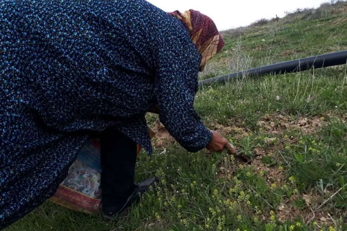 این سبزی را نه بخرید و نه بچینید!