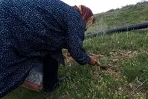 این سبزی را نه بخرید و نه بچینید!