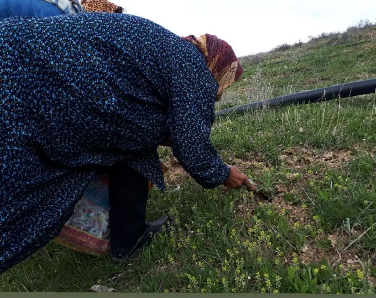 این سبزی را نه بخرید و نه بچینید!