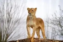 تصاویر منتخب حیات وحش در یک هفته