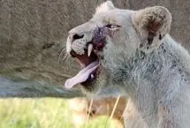 ببینید؛ جراحت عجیب یک بچه شیر از ناحیه دهان
