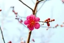 تفال به حافظ دوشنبه ۱۸ فروردین ۱۴۰۴؛ می‌سوزم از فراقت روی از جفا بگردان.....