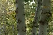 به این ۶ دلیل در سالمندی ورزش کنید