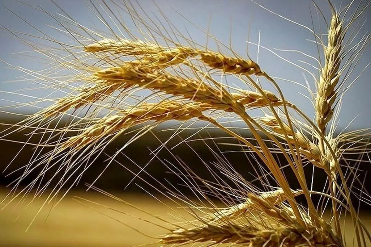 قیمت جدید گندم چقدر شد؟