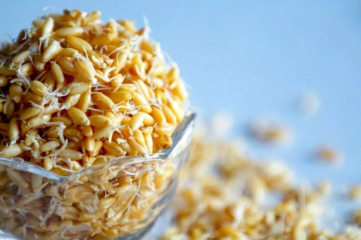 مصرف این جوانهها شما را از خستگی نجات میدهد