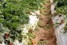 محصولات اُرگانیک و خوشمزه خلافکاران