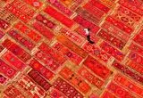 تصاویر؛ تبدیل مزارع گندم به صحنه‌ای از فرش‌های رنگین