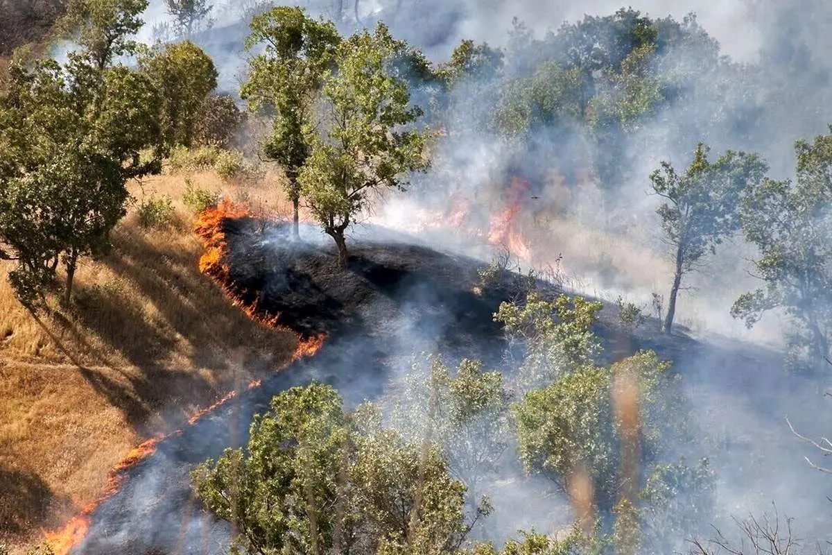 جنگل‌های هیرکانی انبار باروت شده است/ ممنوعیت طبیعت‌گردی در مازندران
