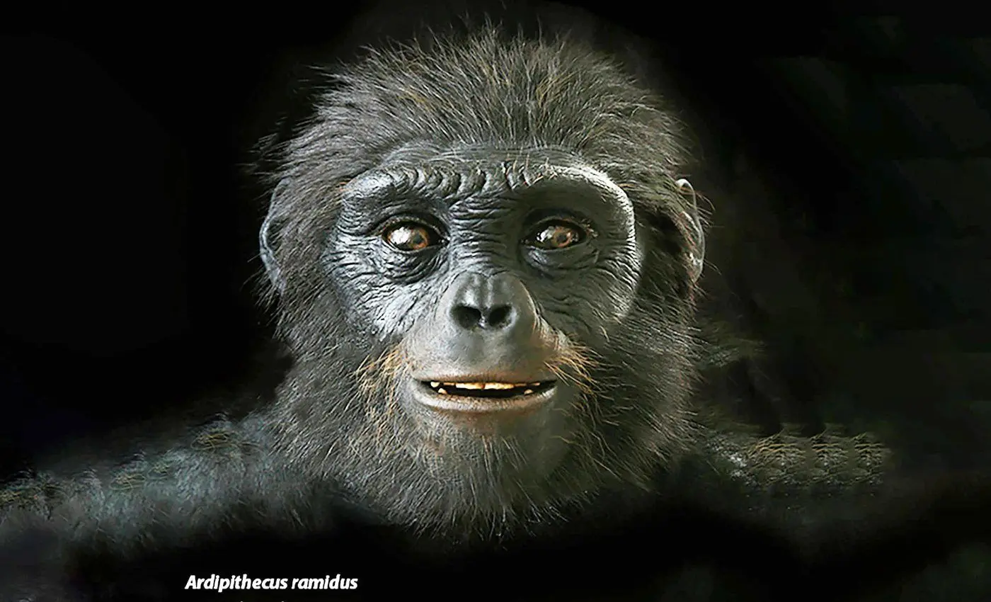 اجداد انسان‌ شبیه میمون‌های آفریقایی بودند!