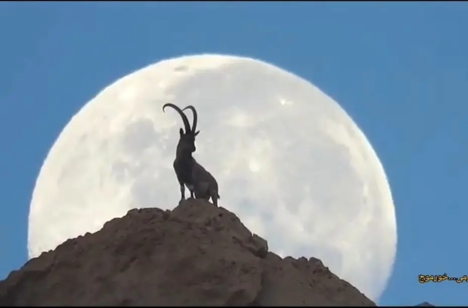 تصویری دیدنی از بز کوهی و ماه در نزدیکی خورموج