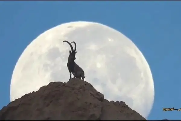 تصویری دیدنی از بز کوهی و ماه در نزدیکی خورموج