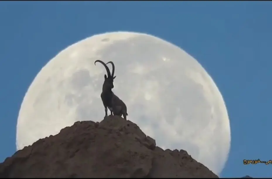 تصویری دیدنی از بز کوهی و ماه در نزدیکی خورموج