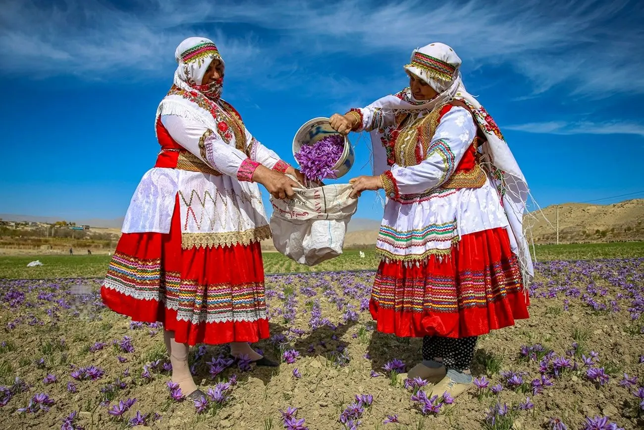 تصاویر؛ برداشت زعفران فاروج