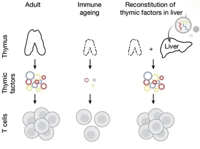 جوان سازی موش ها