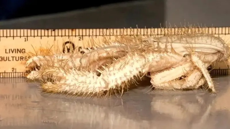 خرچنگ دریایی یتی