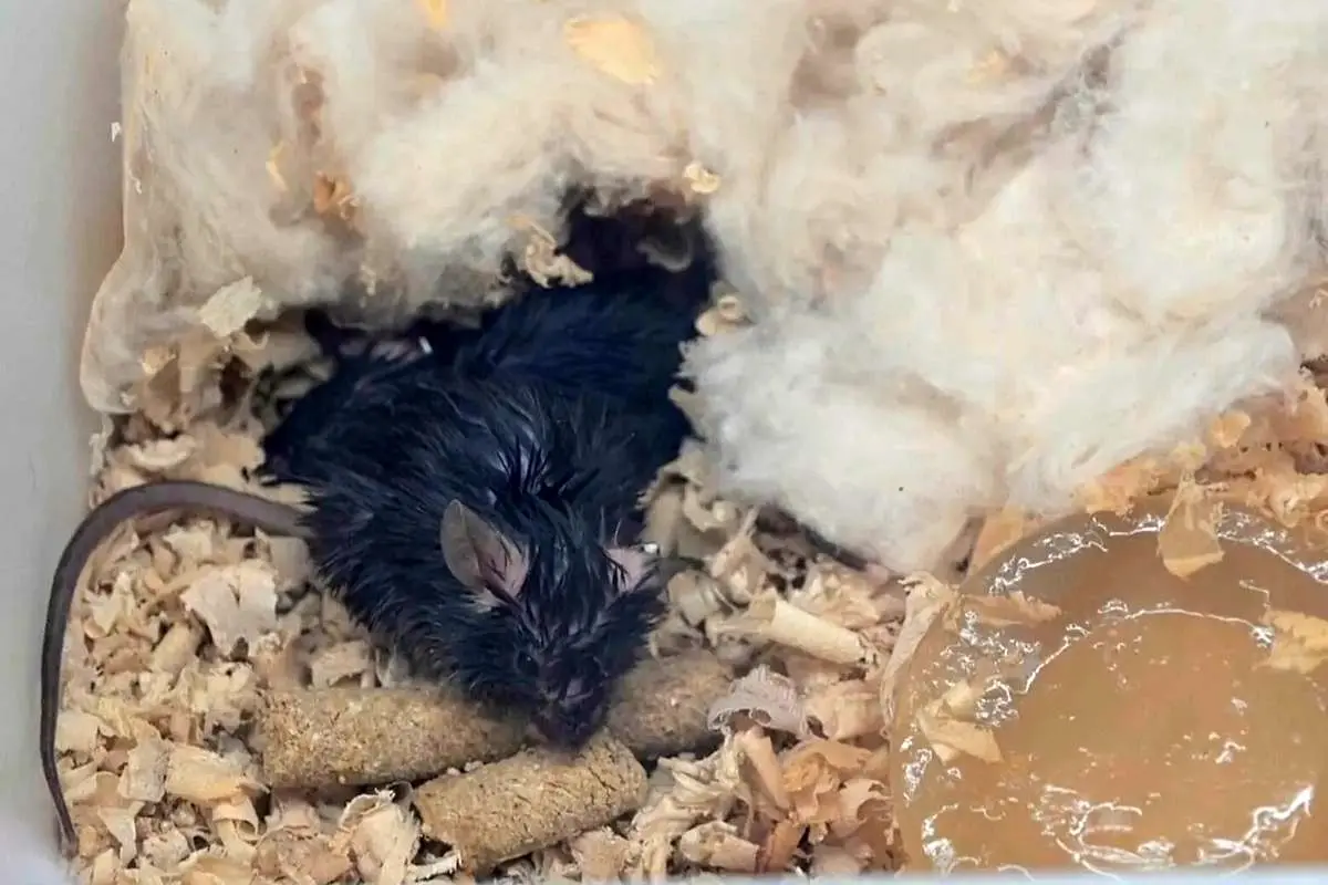 بازگشت ۴ موش از ایستگاه فضایی چین به زمین