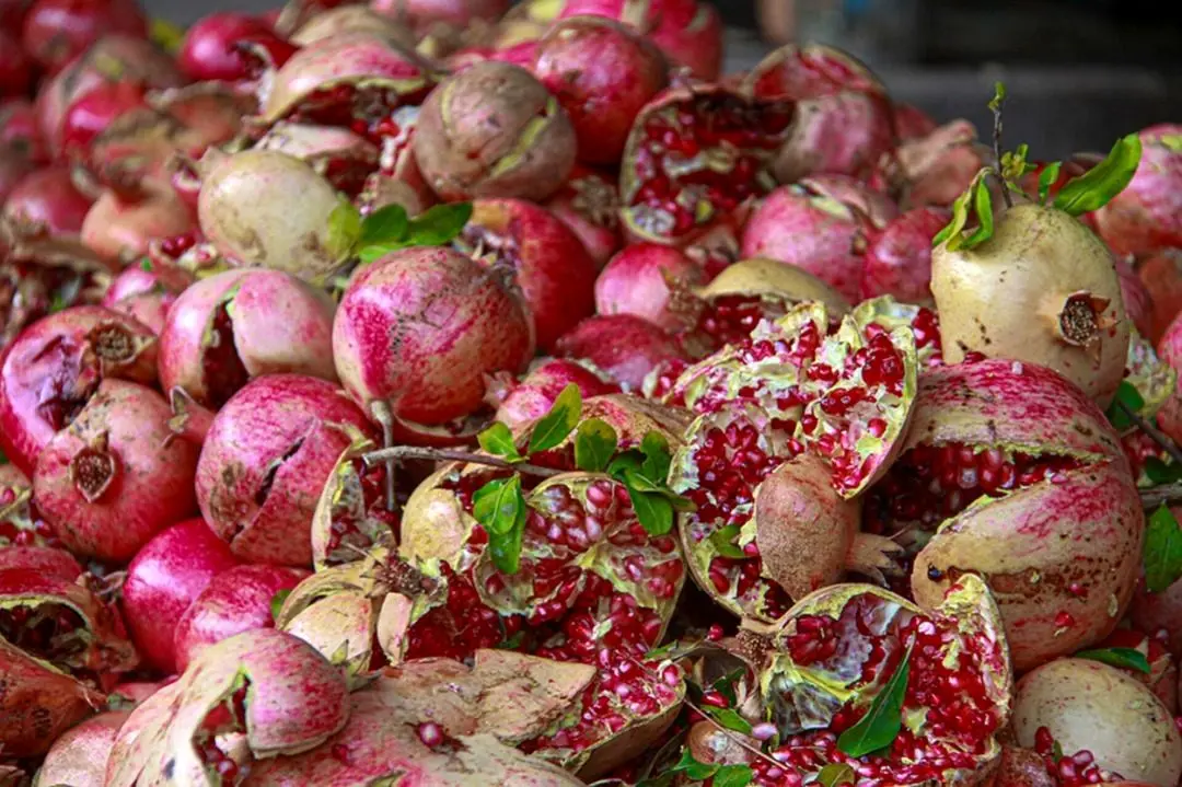 تصاویر؛ برداشت انار از باغ‌های کوهستانی پاوه