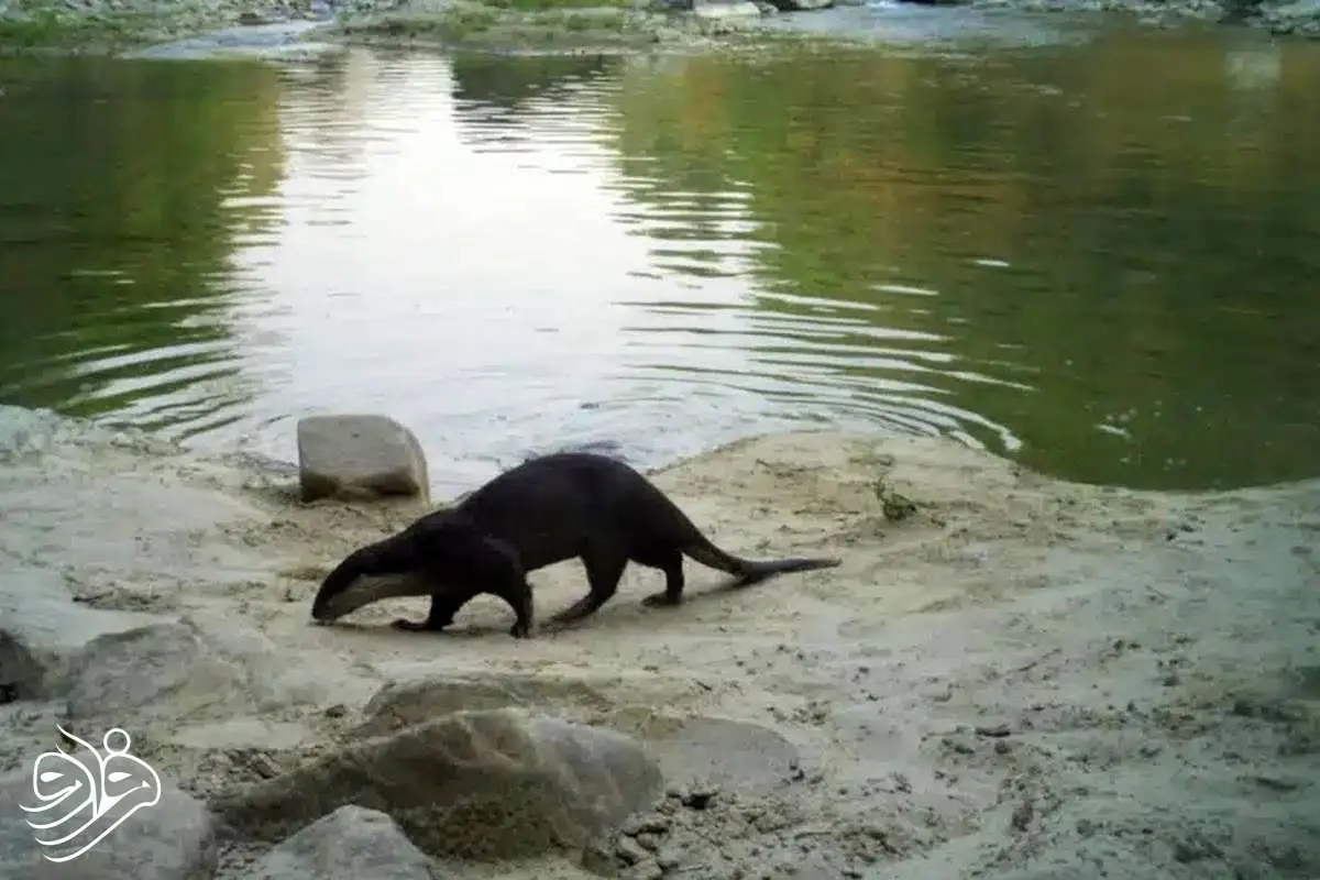 ثبت تصاویر نادر سمور آبی دُمدراز در دل هیمالیا