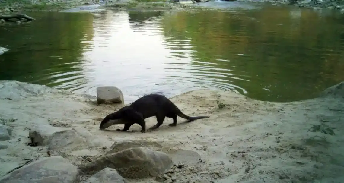 ثبت تصاویر نادر سمور آبی دُم‌دراز در دل هیمالیا