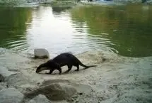 ثبت تصاویر نادر سمور آبی دُم‌دراز در دل هیمالیا