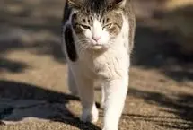 چرا گربه‌های خانگی اخیرا حشره و عنکبوت شکار می‌کنند؟ 