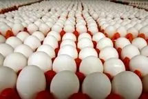 قیمت تخم‌مرغ کاهش یافت؛ یک شانه تخم‌مرغ چند؟