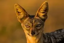 صحنه‌ای نادر از شکار شغال؛ ایمپالا از پا افتاد