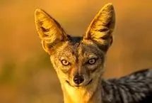 صحنه‌ای نادر از شکار شغال؛ ایمپالا از پا افتاد