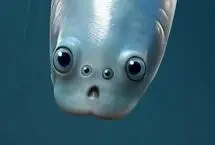 نیاکان همه جانوران با دو جفت چشم جهان را می‌دیدند!