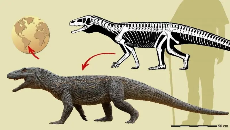 تینراکواسوکوس بلاتور