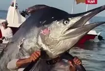 ماهیگیر عمانی صید غول‌پیکرش را بر دوش حمل کرد