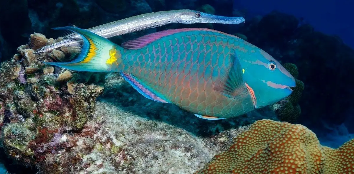 این ماهی عجیب‌ترین روش «شکار» را در دنیای حیوانات دارد
