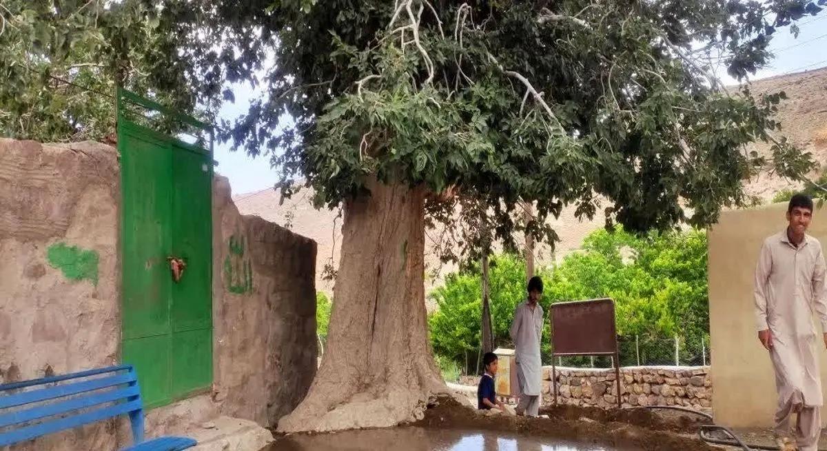 (عکس) این درخت ۴۷۰ ساله مردم را صلح و صفا می‌دهد