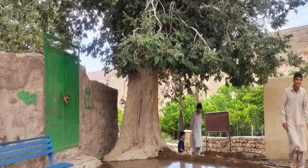 (عکس) این درخت ۴۷۰ ساله مردم را صلح و صفا می‌دهد