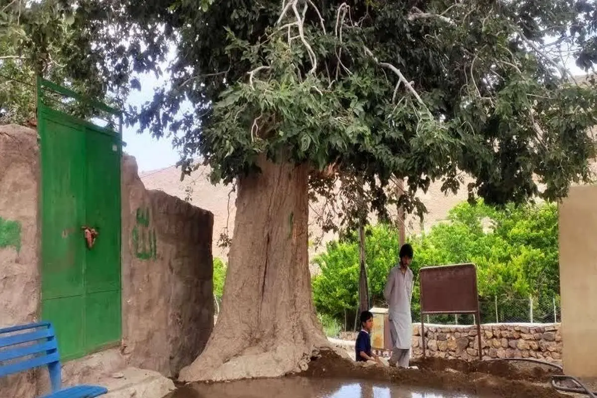 (عکس) این درخت ۴۷۰ ساله مردم را صلح و صفا میدهد