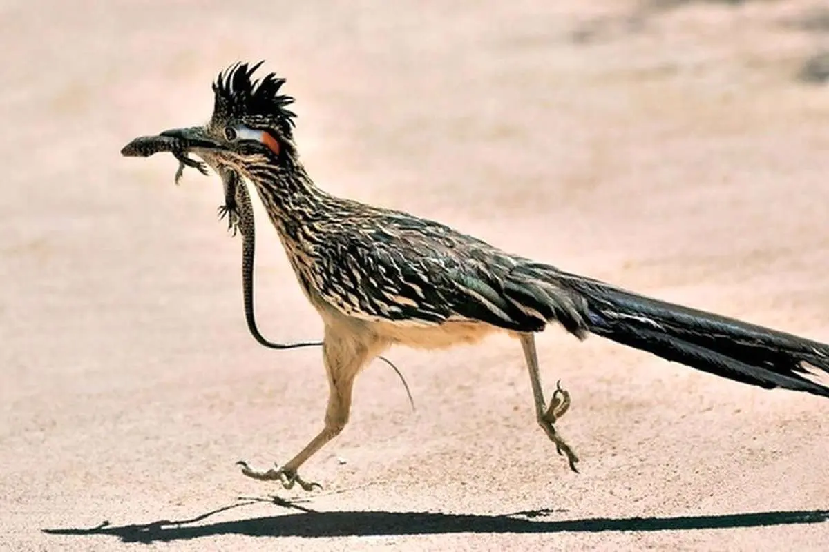 (ویدیو) ویدیویی پربازدید از میگ‌میگ در دنیای واقعی