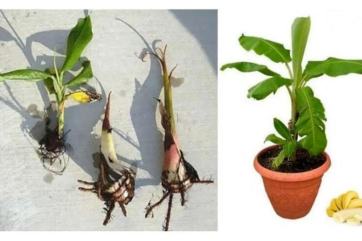 (ویدئو) یک ترفند ساده و فوق العاده برای کاشت موز در گلدان