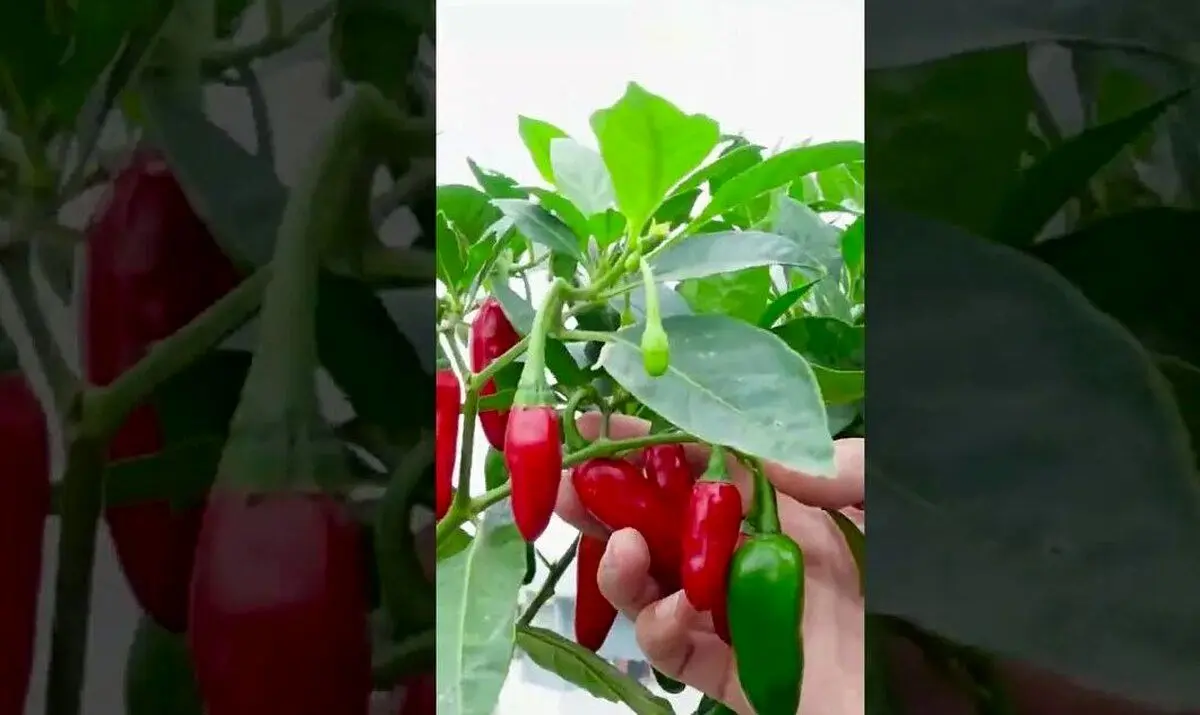 (ویدئو) با این تکنیک جالب و ساده در تراس خانه فلفل بکارید