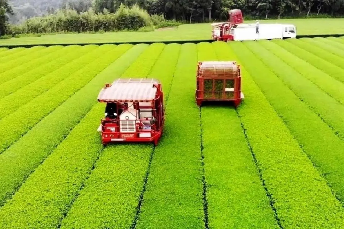 (ویدئو) عملیات برداشت گرانترین چای سبز ژاپن در مزرعه و فرآیند فرآوری آن در کارخانه