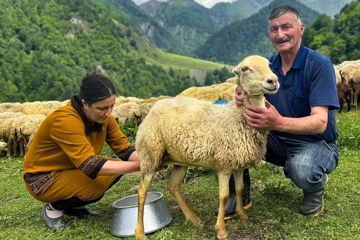 (ویدئو) نحوه تهیه پنیر گوسفندی سنتی در کشور آذربایجان