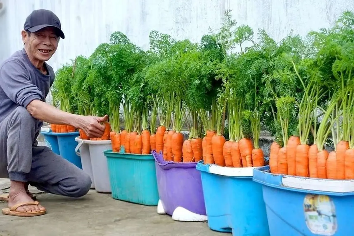 (ویدئو) یک روش بی دردسر و سریع برای پرورش و برداشت هویج در خانه