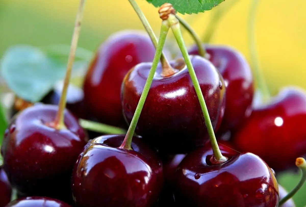 (ویدئو) برداشت گیلاس در مزرعه مشهور آمریکایی