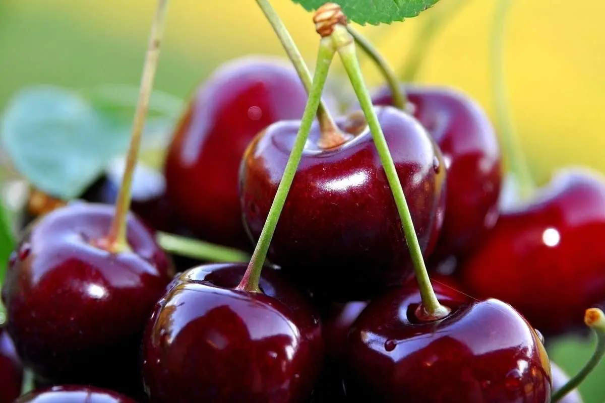 (ویدئو) برداشت گیلاس در مزرعه مشهور آمریکایی