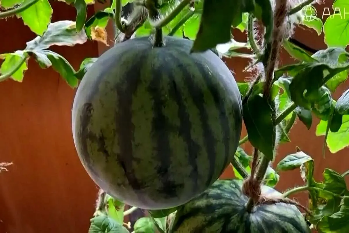 (ویدئو) پرورش هندوانه در دمای منفی ۸۹ درجه سانتی‌گراد قطب جنوب