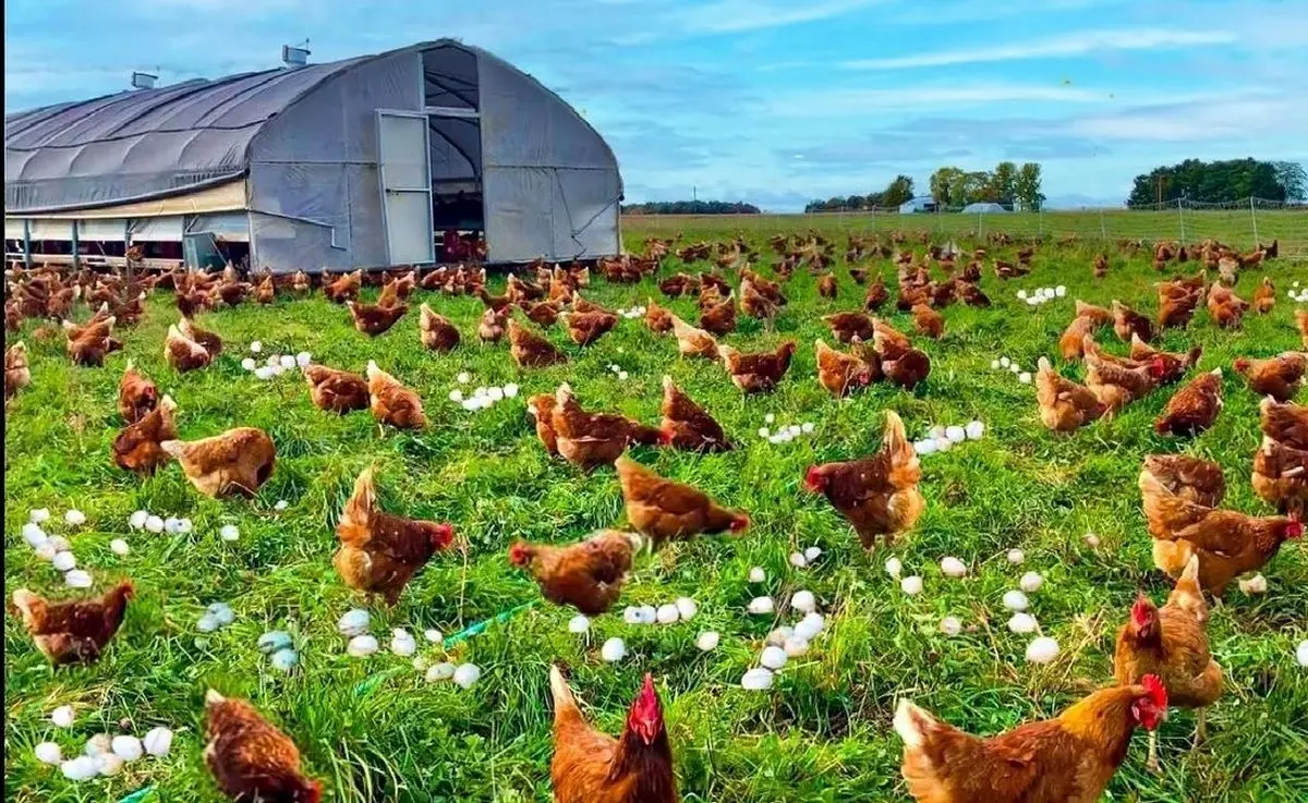 (ویدئو) خارجی‌ها به این شکل تخم مرغ محلی و مرغ محلی شان را تامین می‌کنند!
