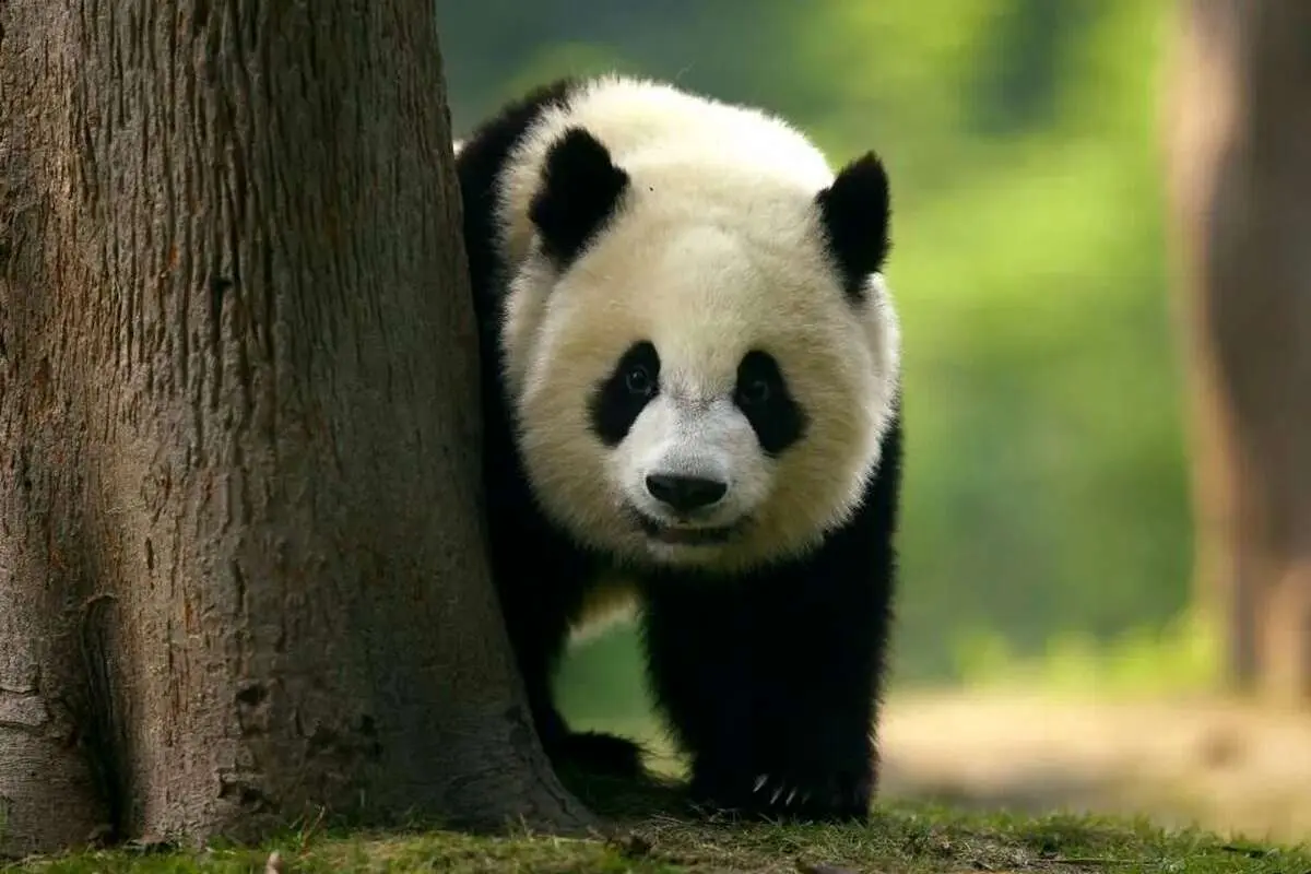 چقدر باید از چین بترسید؟ همه چیز به پاسخ به این پنج پرسش بستگی دارد