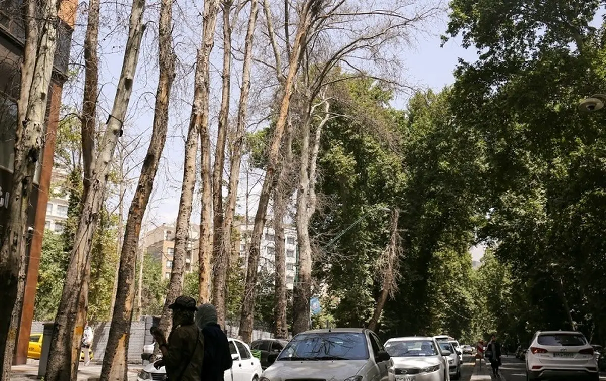 واکنش شهرداری به خشکاندن درختان خیابان ولیعصر