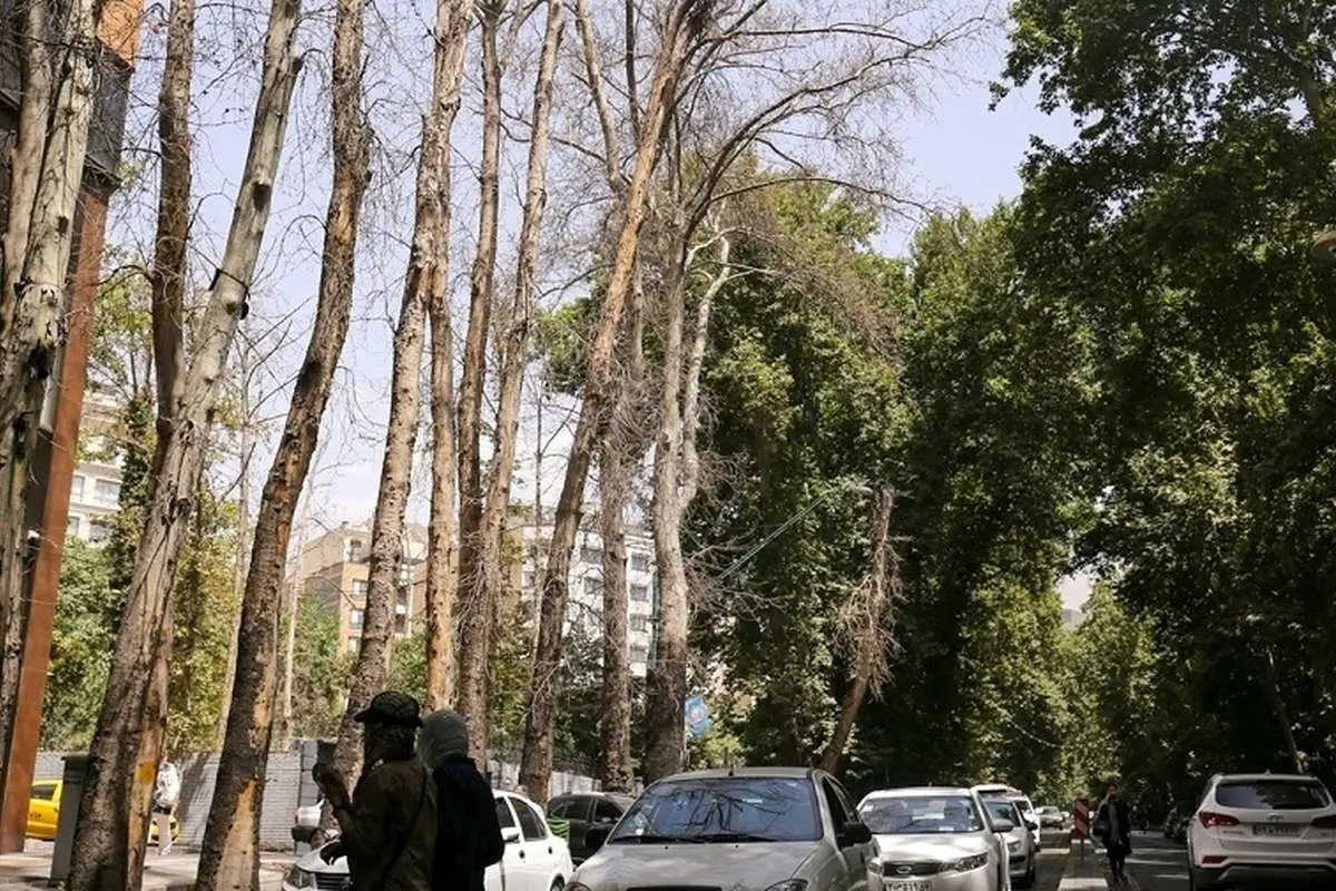 واکنش شهرداری به خشکاندن درختان خیابان ولیعصر