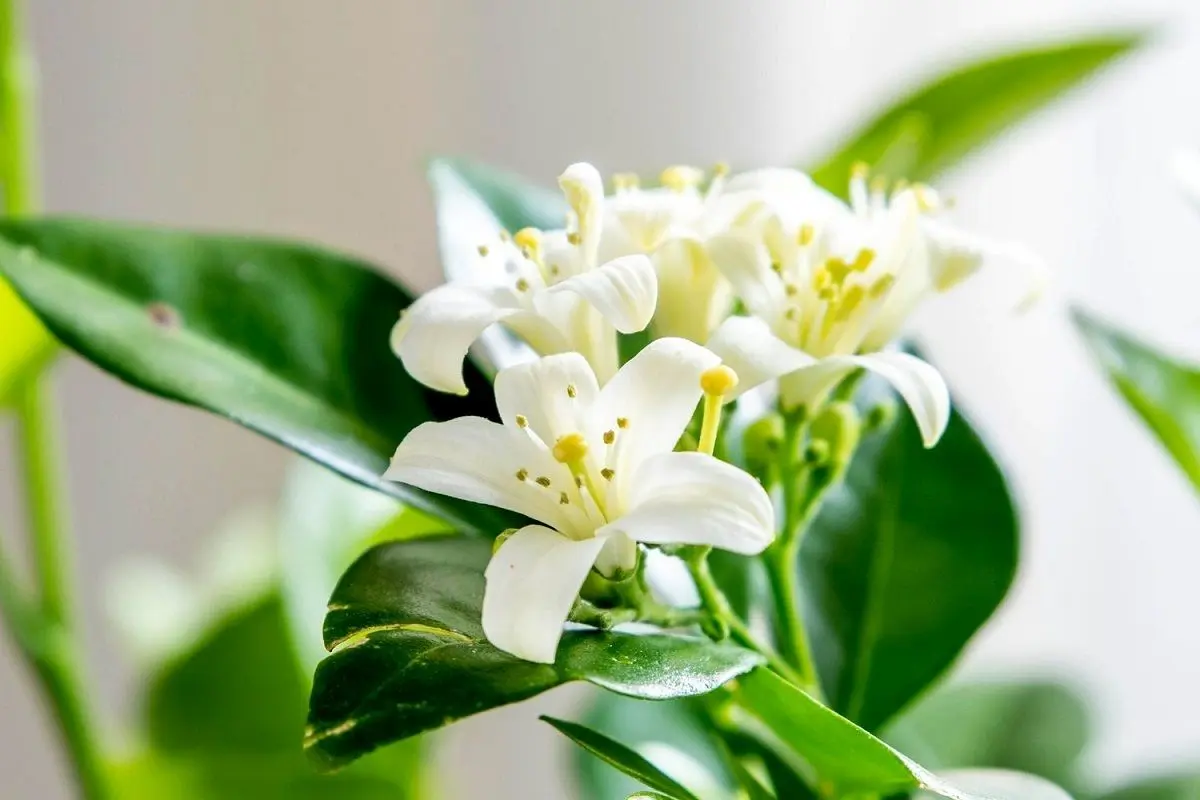 با این گیاهان آپارتمانی معطر فضای خانه را عطرآگین کنید